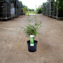 2x Fargesia rufa 20 - 30 cm in pot